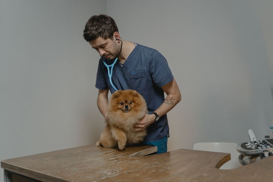 Veterinarian examining a dog at top universities in USA for veterinary medicine